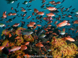 Anthias.  Anilao, Philippines. Canon G10 and Sea and Sea ... by Stephen Holinski 